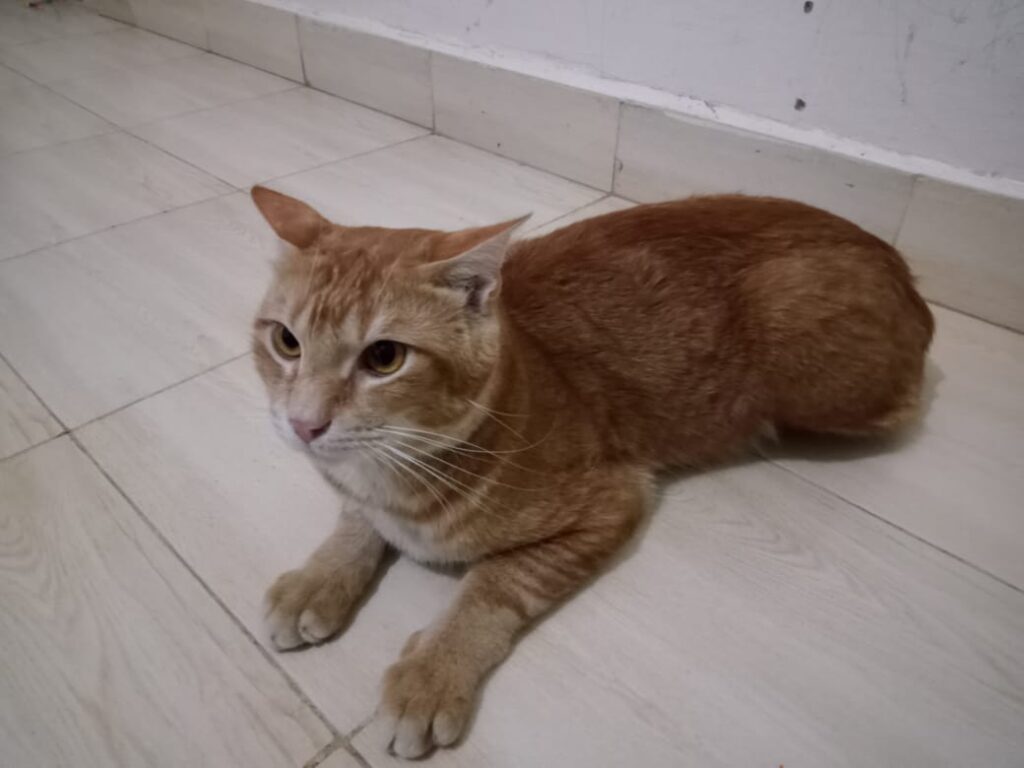 Vet On Call - Pet Care