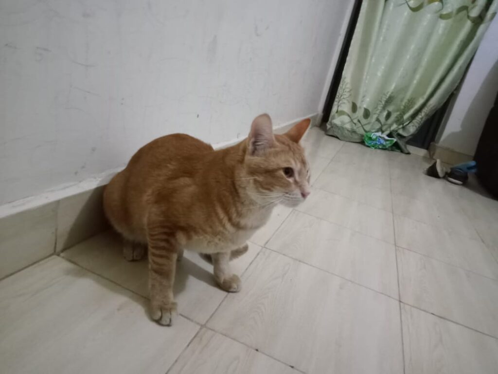 Vet On Call - Clinic